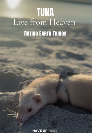 Sock Hunting with Steve Irwin: A Unique Adventure