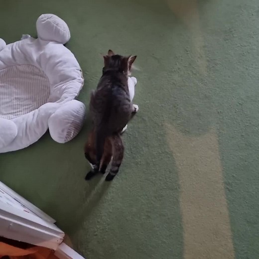 Fläumchen Moni❤️ on TikTok