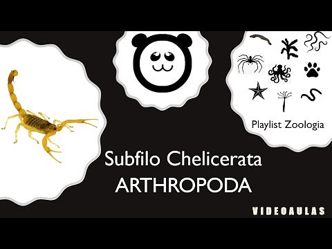 Filo Arthropoda - Subfilo Chelicerata (4/5)