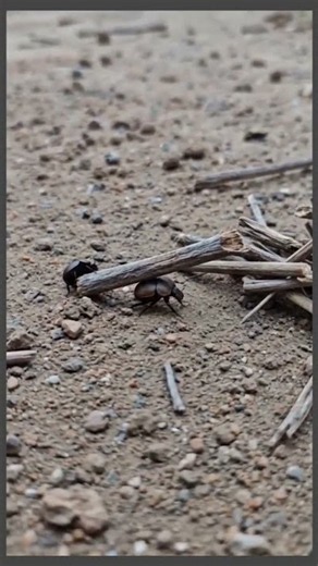 You Won't Believe These Beetles Carry a Stick Together!