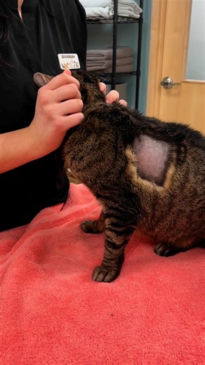 1.8M views · 8.6K reactions | Implantation of a continuous glucose sensor. These small devices make a click sound as they insert (that can make cats flinch) but don’t hurt. They’re so great for monitoring diabetic patients! #catsofinstagram #felinediabetes #cat | Whisker Wellness Center | Facebook