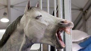 The importance of rest days for horses *H&H VIP* - Horse & Hound