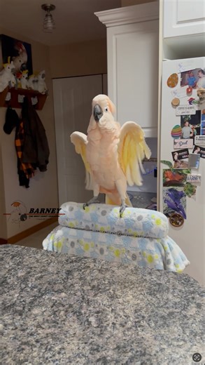 A little Barney Show, happy dance! And some nice pets from Dad 🧡💖 #barneythewestcoastcockatoo #cockatoo | Barney the West Coast Cockatoo