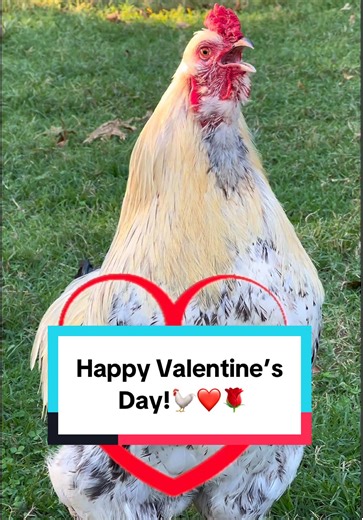 Happy Valentine’s Day from Frankie!