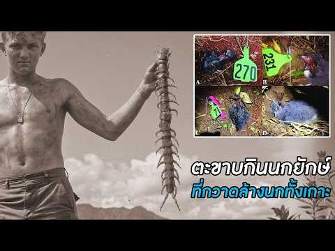 Giant bird-eating centipedes that practically wiped out all the birds on the island!