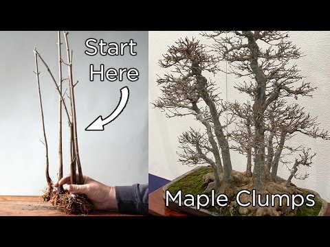 Designing a Trident Maple Bonsai Clump