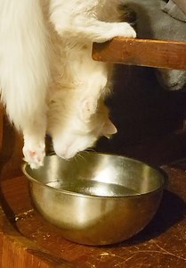 Kitty likes to drink the water upside down😂😂 | Viral Stories