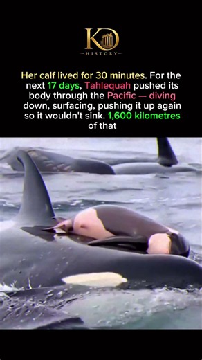 The Orca Mother Who Carried Her Baby for 17 Days #short#fact#history#