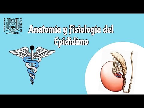 Anatomía y Fisiología del Epidídimo