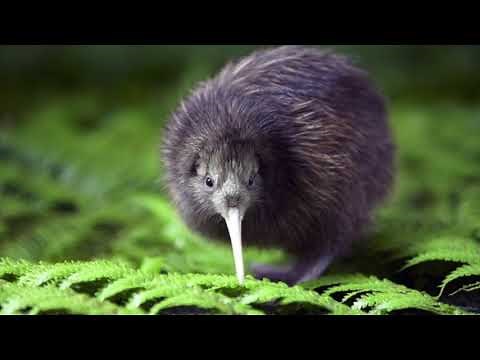 Le kiwi, le plus célèbre oiseau de Nouvelle-Zélande: ( documentaire animalier).