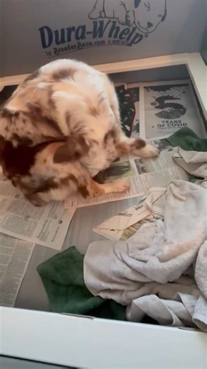 The hand of a breeder ... The hand of a breeder is the hand that calms the dog during childbirth ... It is the hand that caresses her belly to calm her during contractions ... A breeder's hand is the hand that makes the path free to let the pups be born easier ... It is the hand that does not tremble and is under the blood to help a puppy in trouble. A breeder's hand is the hand that breaks the puppies' bag if it is not broken after birth ... It is the hand that helps rub and clean the puppies a