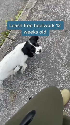 Effective English Springer Spaniel Training Techniques