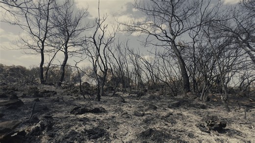 Flames, Dramatic, Chaos. Free Stock Video