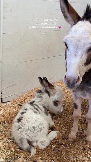 Christina ✨ Homesteading on TikTok