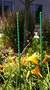 5 Ft Fiberglass Eco Friendly Garden Stakes 20 Pack (Height/Quantity Options) – Durable, Lightweight, Tomato, Tree, Strawberry, Plant, Support Fencing Stakes with Patterned Surface, Green (20, 5 Ft)