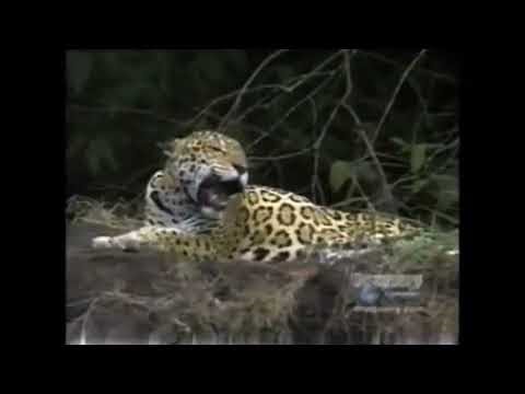 Animal Face-Off: Anaconda vs. Jaguar