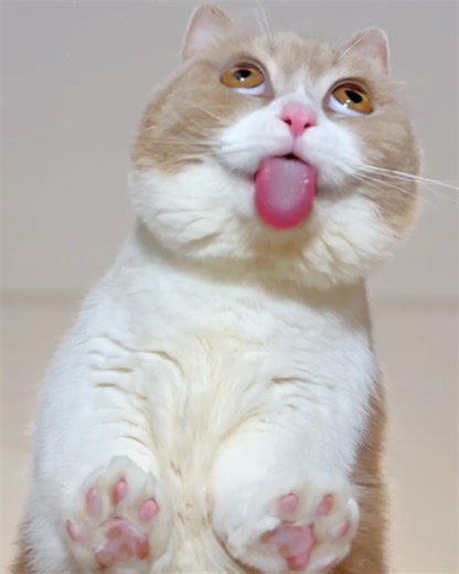 81K views · 1.3K reactions | This cat eats better than I do | Meowed | Facebook