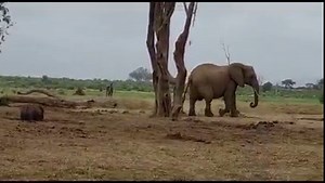 A Baby Elephant Saved, A Mother Transformed On 4th March, we received reports of an infant calf who had fallen into a water hole. The SWT/KWS Tsavo Mobile Veterinary Team, with Keepers from our Voi Reintegration Unit, leapt into action and raced to the baby's side. They were met with a heart-wrenching scene: The herd had exhausted all avenues to extract the baby and without intervention, the mother would be forced to leave her baby behind. But hope was not lost. In a swift, choreographed motion,