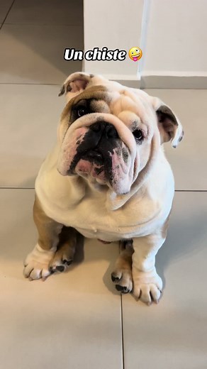 Chistes Graciosos de Perros para Reír Sin Parar