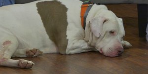 Meet Meatloaf! WTAP’s Pet of the Week!