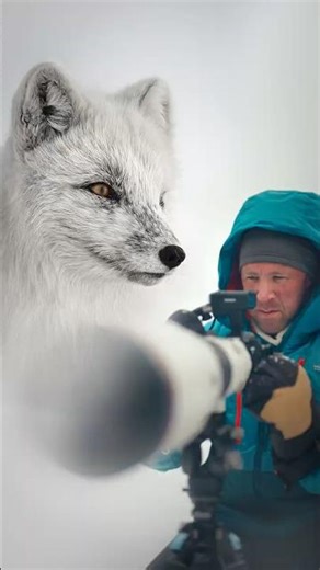 Whispered in White | Arctic Fox in Swedish Lapland