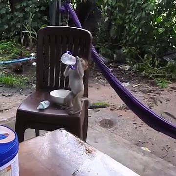 #angel #monkey #angkorwaterMonkey #AngkorMonkey #yougbabymonkey #cuteMonkey | Monkey Family