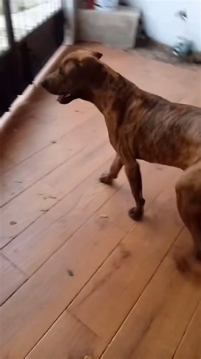 ¿ME RECONOCES? BUSCO A MIS TUTORES Ayudame a encontrar a sus tutores lo tengo en resguardo. Lo encontré en taqueria Yadira en San Pablo Uxmal desde el viernes 23 enero del 2026 porfavor si ven este anuncio sus tutores lo tengo en resguardo vengan por el San Luis Chuburna. Informes al 999 126 2074 o 9992708469 Porfavor compartan es urgente localizar a sus tutores ya que se me a escapado varias veces y como tiene fuerza me cuesta mucho regresarlo para cuidarlo Porfavor compartan. #peymx #pey #perr