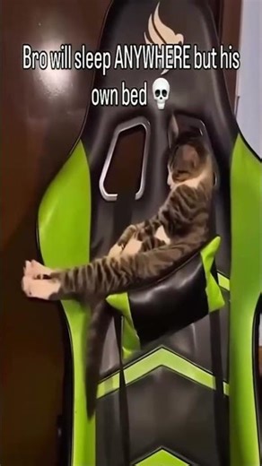 😹 Funniest CAT´s Clips 😅 [109] / Lustige Katzen Videos (2025).