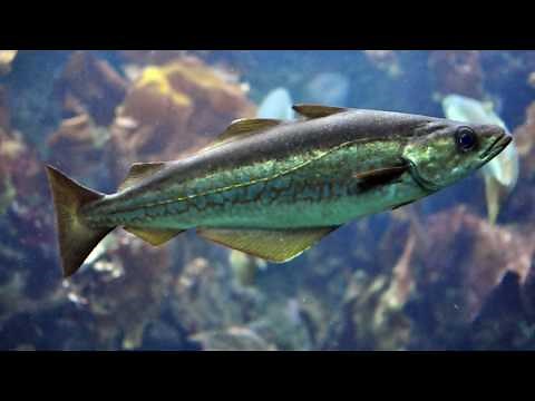 The Best Pollock Recipes