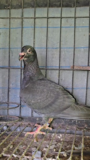 Pigeon Canker (Trichomoniasis) Canker in pigeons is called Trichomoniasis in medical science. It is caused by a protozoan parasite and is especially common among young pigeons (squabs). Symptoms of Canker 🐦 White or yellowish lumps/lesions inside the mouth and throat – looks like curd or lime deposits. Difficulty swallowing food – the pigeon keeps its mouth open, tries to eat but cannot. Breathing problems – if the throat is blocked, the bird struggles to breathe and may make noise. Swollen thr