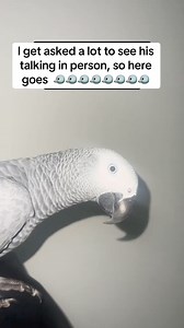 124K views · 1.7K reactions | My parrot talking …there’s A LOT of asking for Elmo ❤️ #animals#africangrey#parrot#talkingparrot#bird#birds#parrotsofinstagram#parrotlovers#pets#fyp#trending | Cruztheafricangrey | Facebook