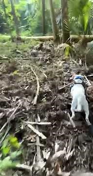 WILD BOAR CAUGHT BY AMERICAN BULLDOG!