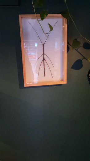 @cafe_immortal is still in its spooky season with @pinitentomology and @bioquipbugs frames up on the walls! Swing in for some bugs and brews 🐜🦋🕷☕️🍺 | BioQuipBugs