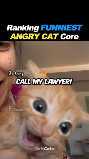 Ranking FUNNIEST Angry Cats 😾🔥