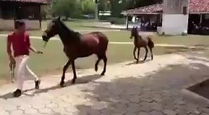 126K views · 3.2K shares | Go baby go! Check out this Paso Fino foal's moves! | Horse Talk | Facebook