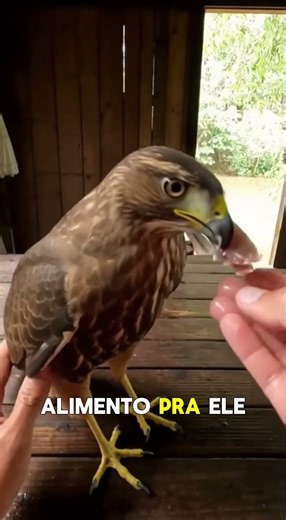 Homem salva gavião wur iria morrer afogado