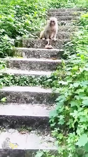 77K views · 1.5K reactions | Poor mother monkey hugs baby monkey tightly, Mom never abandoned baby monkey | Eg mar 14 | Facebook