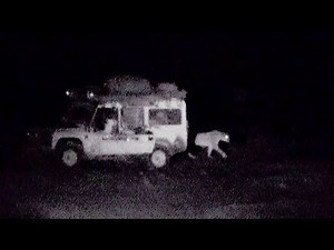 Ranger uses Roar to Scare Off Lions | Desert Lions | BBC Earth