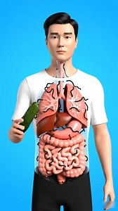 The Amazing Journey of Cucumber Inside your Body | 3d Animated Content #cucumber #fyp #health #sciencefacts #creatorsearchinsights | Human Facts