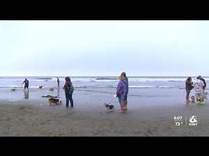 Dozens of corgis take over Cayucos beach