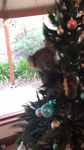 Christmas Celebrations in Australia