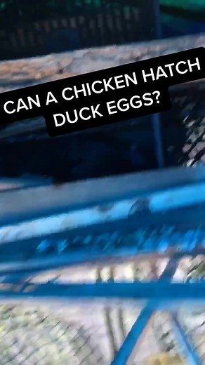 Ducklings Hatching on Our Urban Farm