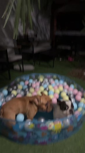 Al duko Andrés Lionel messi le encantaría su pileta #perrotiktoker #pileta #bulldog #perrosgraciosos #nadando