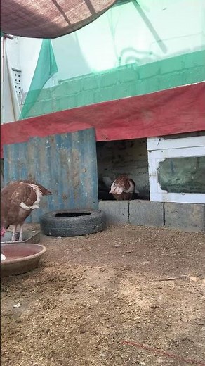 4k live || streamlive || hummingbird ||camhummingbird live || cambirding || live hummingbird