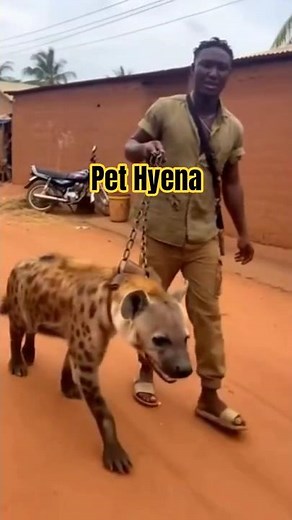 Man Trains Hyena 🐺 #comedy #animals