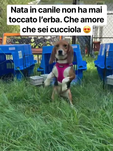 Nata in canile non ha mai toccato l’erba. Che amore che sei cucciola 😍