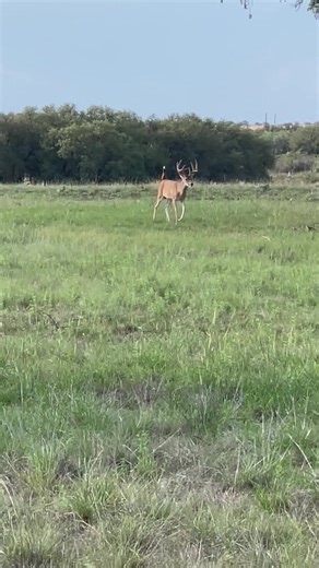 4.6K views · 617 reactions | Evening Ride 歷 #LetsRootForEachOther 歷 | 2 Crazy Goat Ladies | Facebook