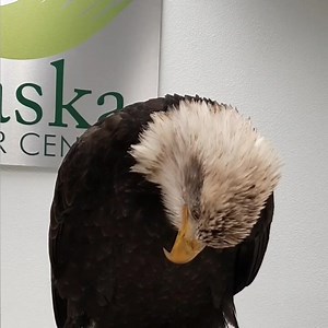 Spirit, a Bald Eagle and Raptor-in-Residence here at the Alaska Raptor Center, showing off a “rouse”. Birds rouse by raising their feathers away from the body, shaking them out, and rearranging them. Often this behavior is performed during grooming, after a bath, or just when the bird feels content and relaxed. Rousing clears the plumage of any debris or excess water! | Alaska Raptor Center