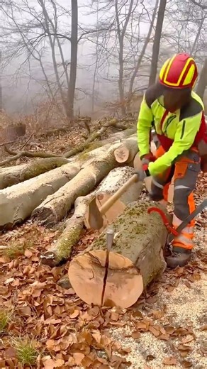 Splitting Large Hardwood Logs with an Axe During Forest Timber Processing