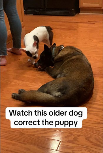 Understanding Dog Body Language and Behavior